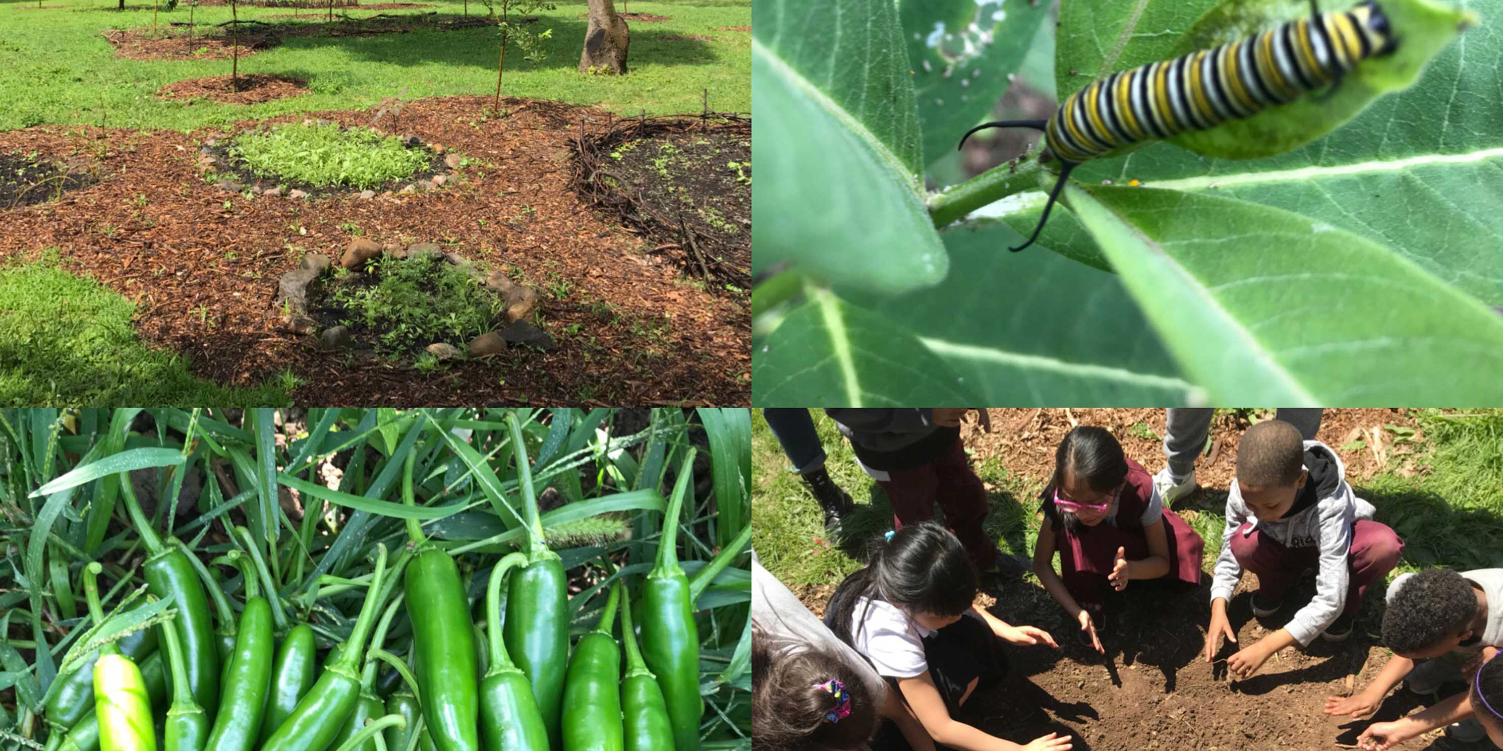 Collage of activities at the James Baldwin Outdoor Learning Center