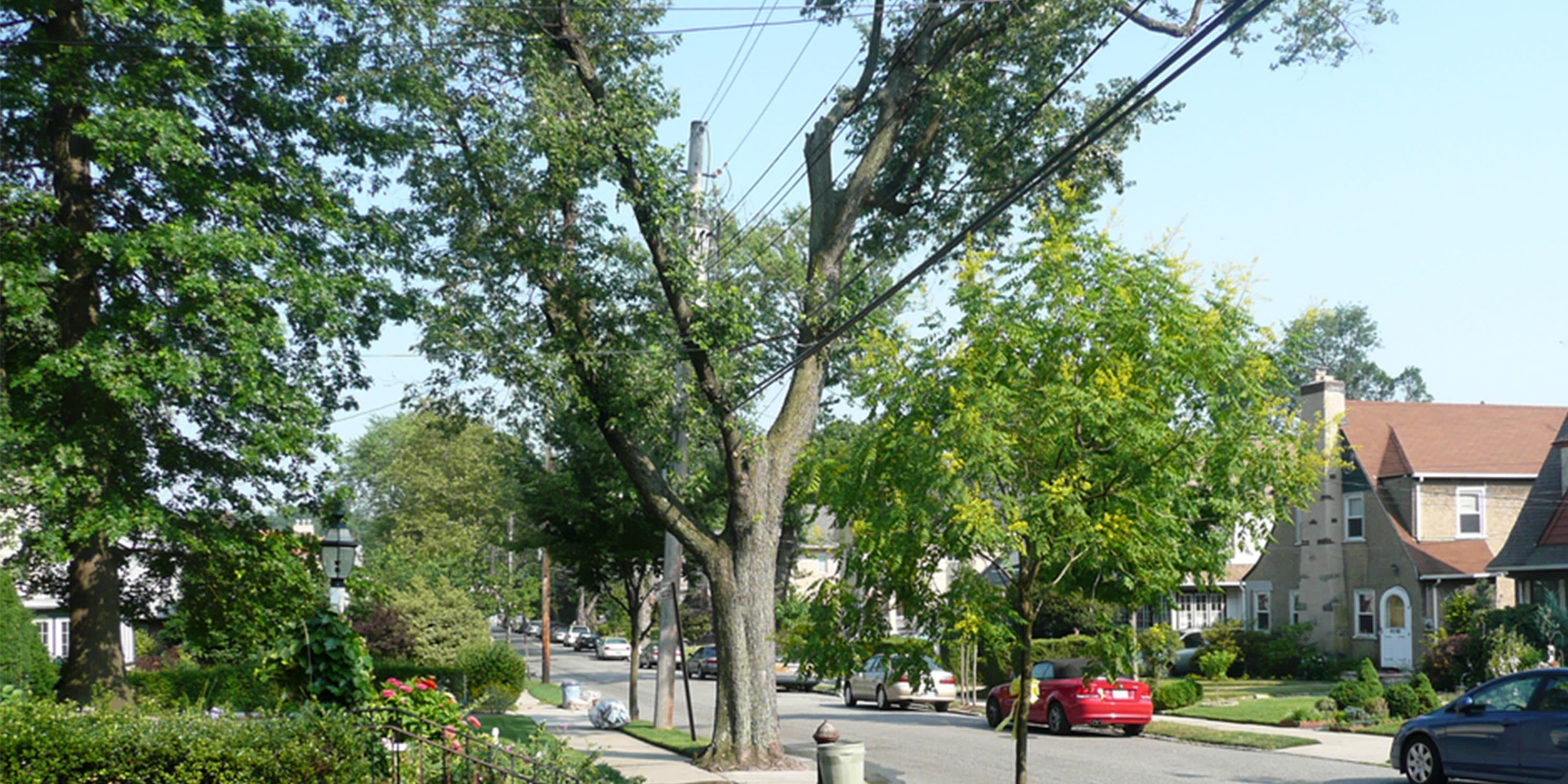 Street view of Little Neck