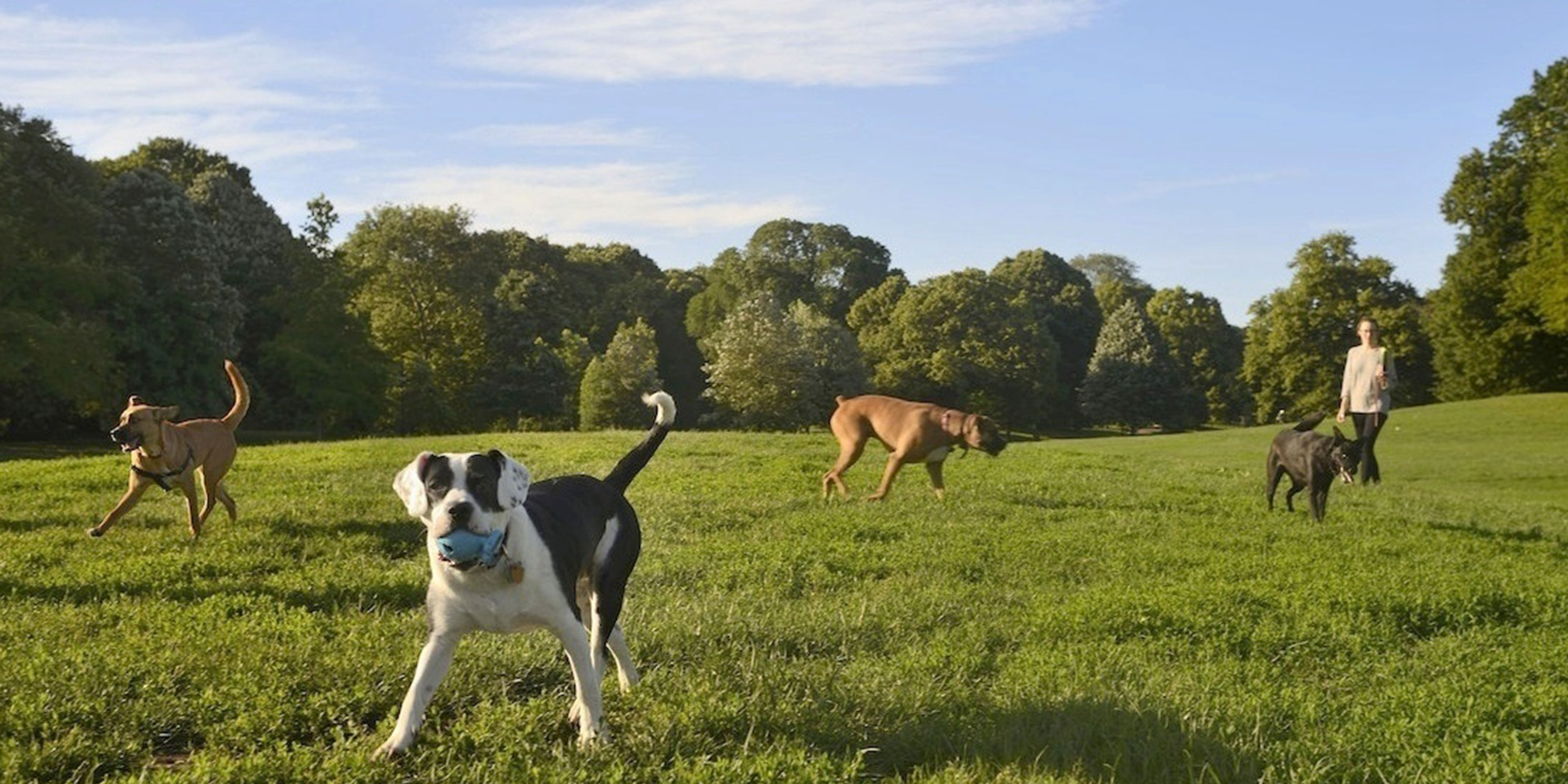 dogs play on the Long Meadow in Prospect Park