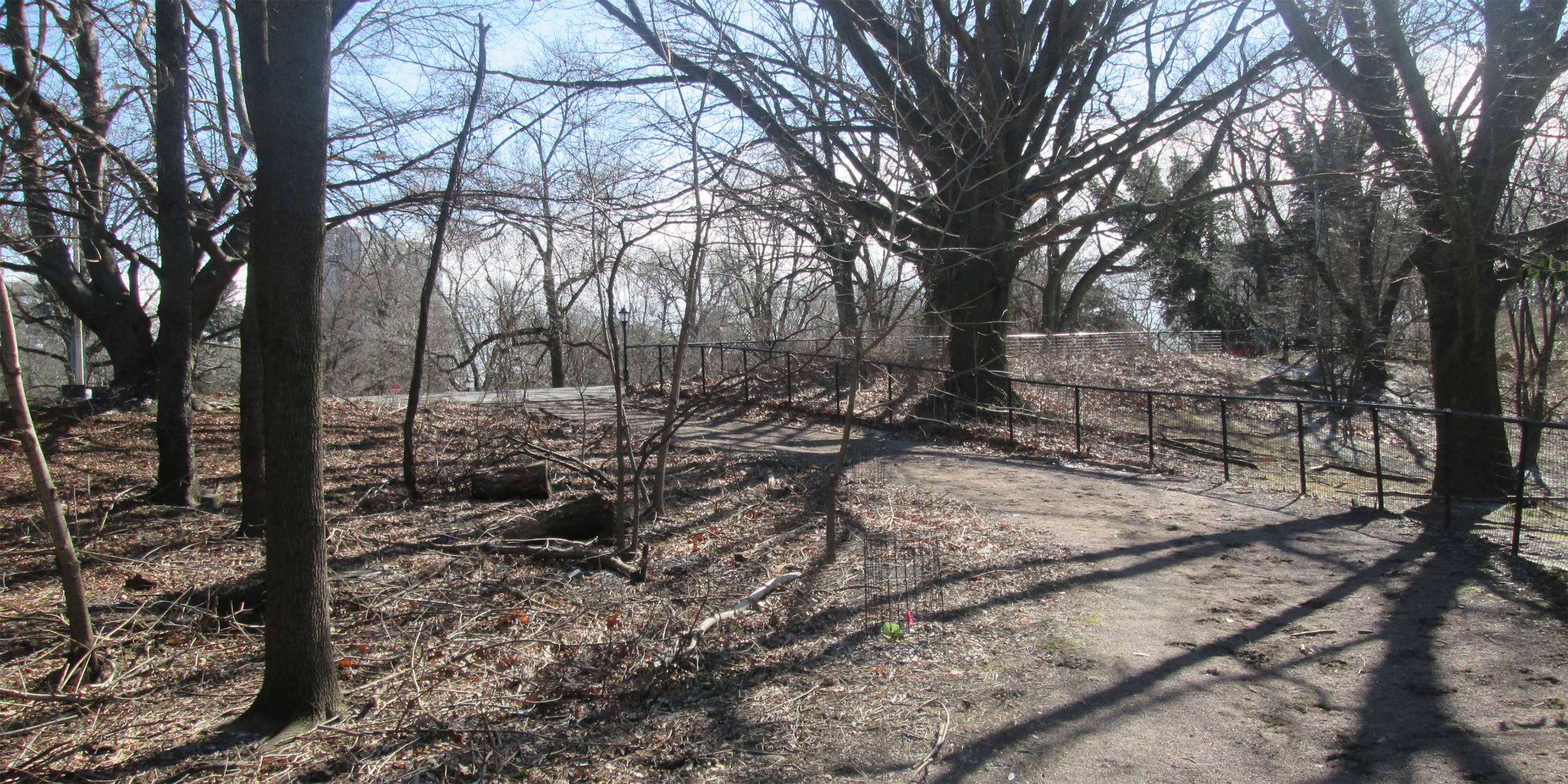 trees and gravel path in Propsect Park, Brooklyn