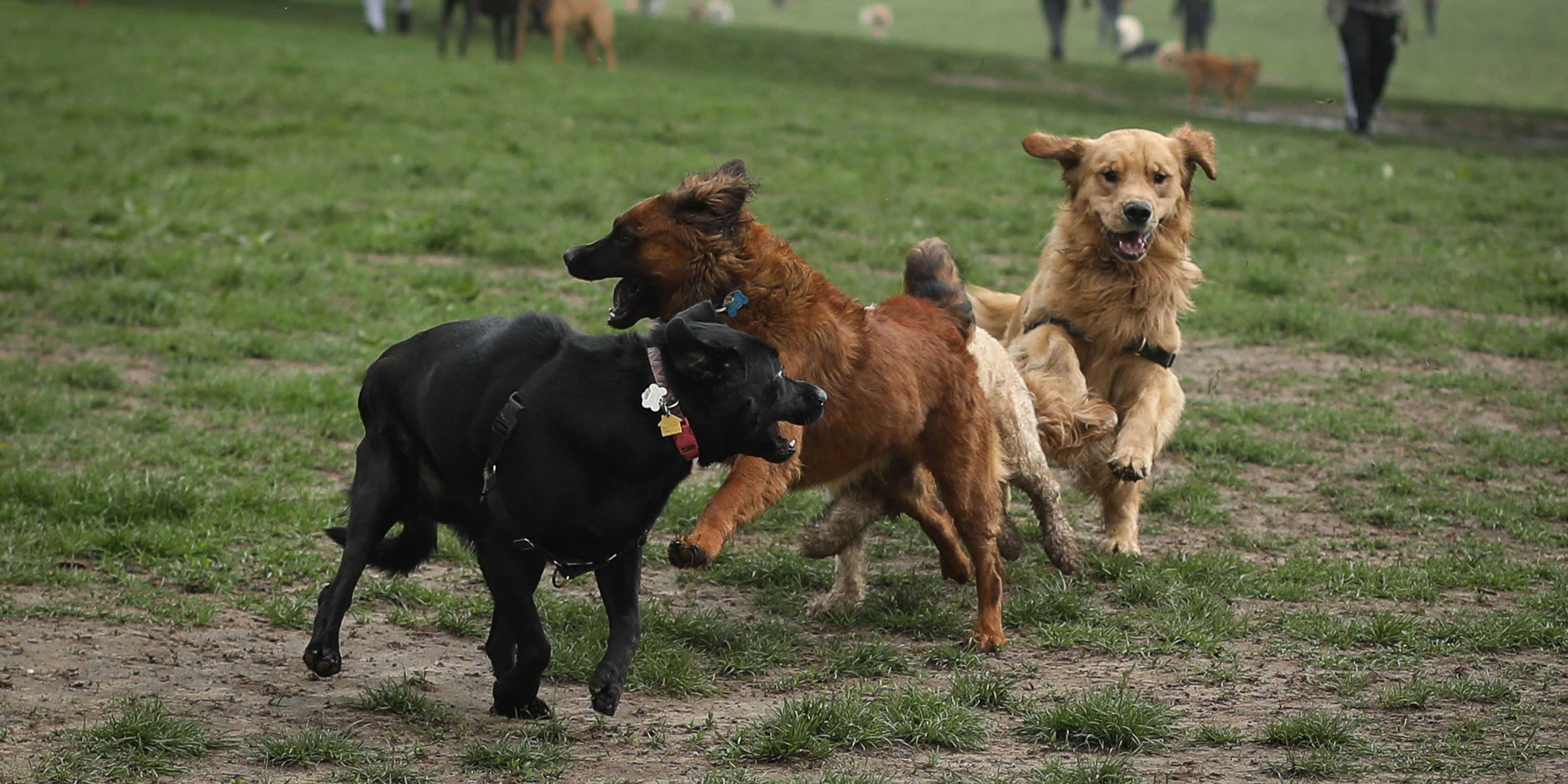 dogs run on the grass in park